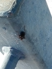 Platyninae