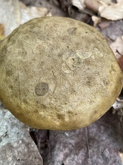 Retiboletus ornatipes