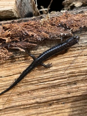Plethodon
