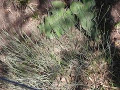 Baccharis articulata