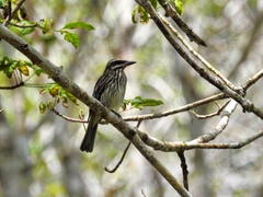 Myiodynastes maculatus