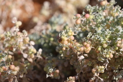 Atriplex holocarpa
