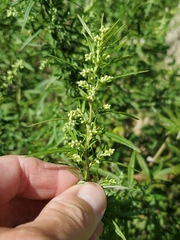 Artemisia indica