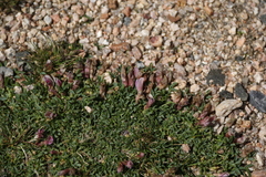 Trifolium nanum