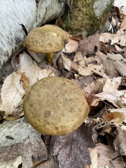 Retiboletus ornatipes