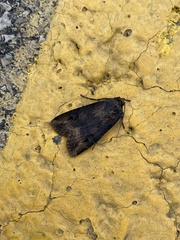 Agrotis ipsilon
