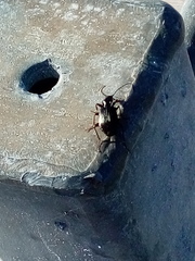 Platyninae