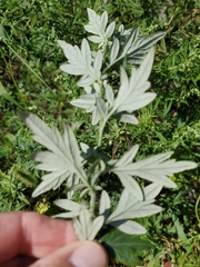 Artemisia indica