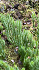 Lycopodiaceae