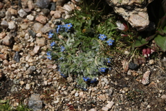 Eritrichium argenteum