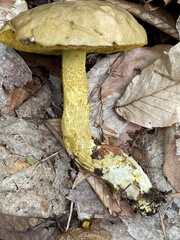 Retiboletus ornatipes