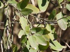 Muehlenbeckia sagittifolia