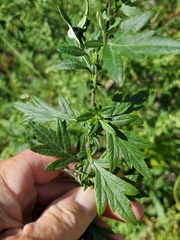 Artemisia indica