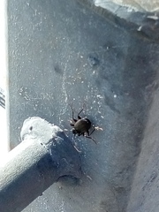Platyninae