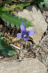 Gentianopsis ciliata