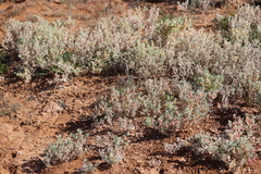 Atriplex holocarpa