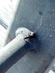 Platyninae