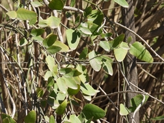 Muehlenbeckia sagittifolia