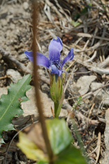 Gentianopsis ciliata