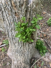 Betulaceae