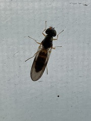 Sarginae