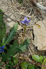 Gentianopsis ciliata