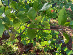 Amelanchier laevis