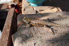 Sceloporus magister