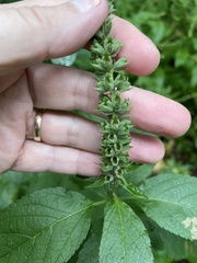 Teucrium canadense