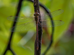 Triacanthagyna septima