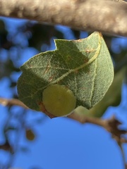 Andricus pattersonae