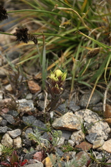Castilleja occidentalis