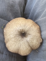 Arrhenia epichysium