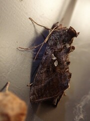 Autographa bimaculata