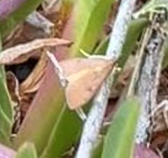 Pyraustinae