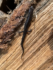 Plethodon