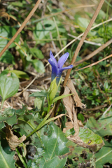 Gentianopsis ciliata