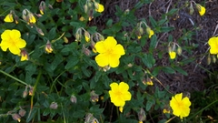 Helianthemum oelandicum