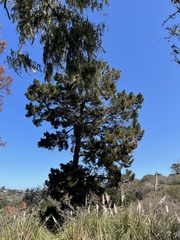 Pinus radiata