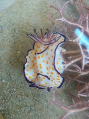 Goniobranchus annulatus