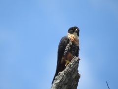 Falco deiroleucus