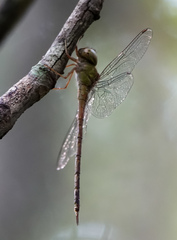 Triacanthagyna septima