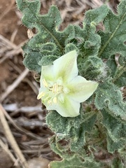 Chamaesaracha coniodes