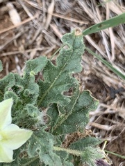 Chamaesaracha coniodes