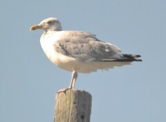 Larus argentatus image