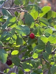 Rhamnus ilicifolia