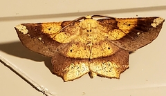 Euchlaena amoenaria