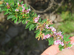 Lespedeza virginica