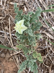 Chamaesaracha coniodes