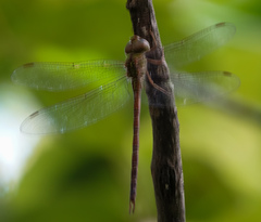 Triacanthagyna septima